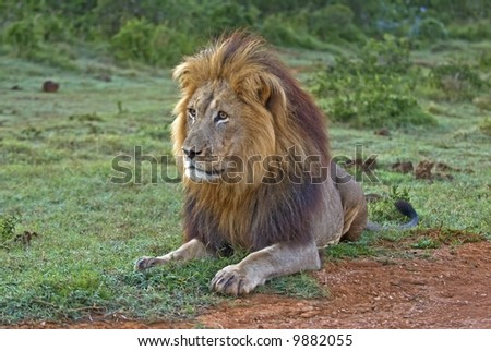A fully grown Male Lion about to charge an Antelope