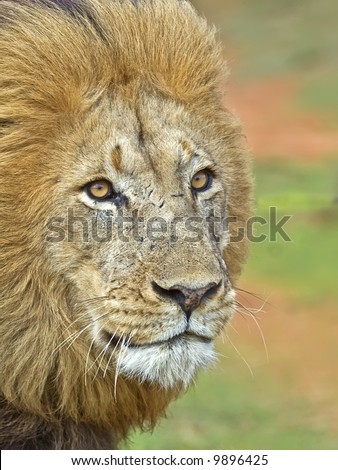 A close up of a very angry Male lion