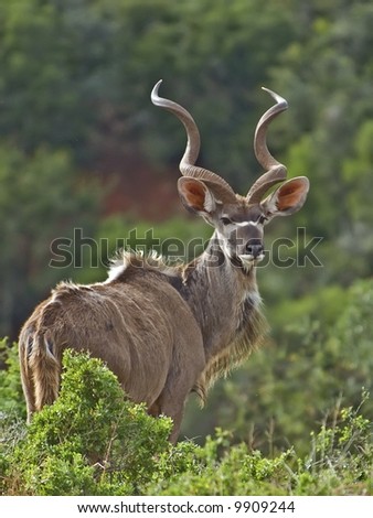The African Kudu is an amazing athlete and can jump high fences