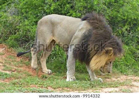 This Lion was scenting out a lioness that had passed earlier