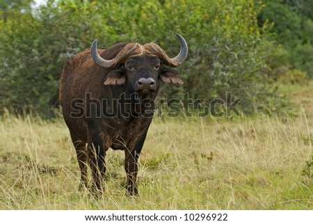 Wild Buffalo Eyes warn anyone to be careful