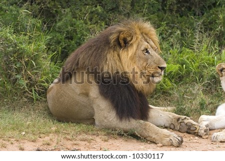 a big Male lion settles down for a rest