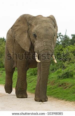 This elephant was in a great hurry as it rushed past me