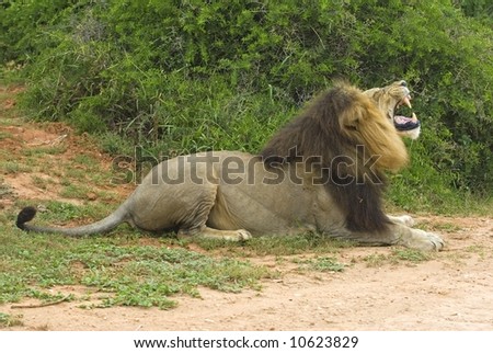 A large Lion Roars and snarls at another closeby