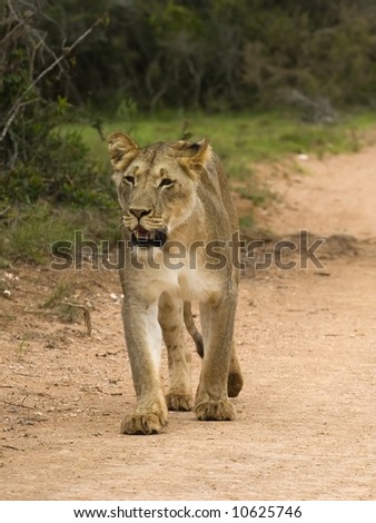 A young Lioness out early hunting