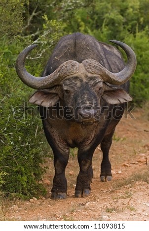 A Record Buffalo Bull stands in the way of the Photographer.