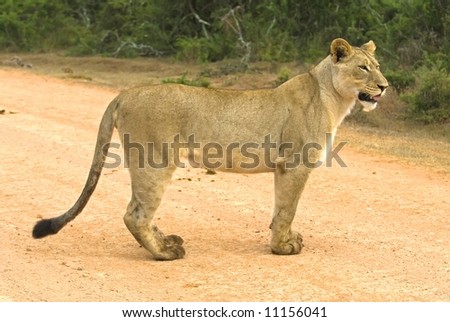A young Lioness stands in front of the photographers vehicle
