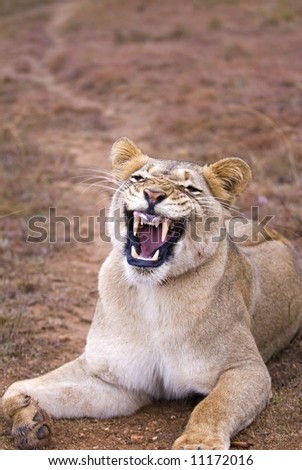 This lioness was not pleased with the close camera position!!!