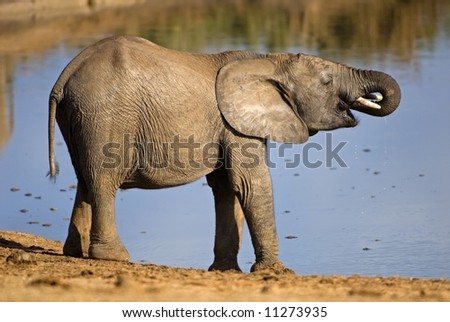 A quiet Serene and peaceful scene at an African waterhole