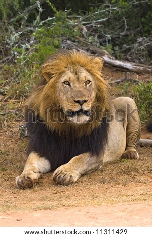 This Male Lion is a Leader and he knows it