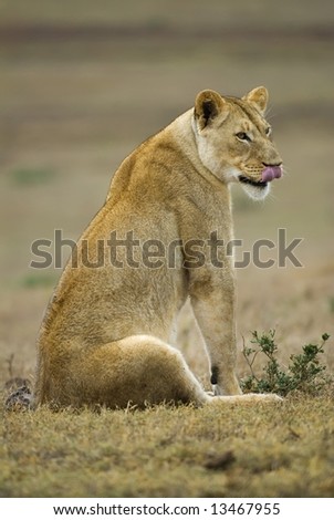 A hunting Lioness views distant Prey with interest