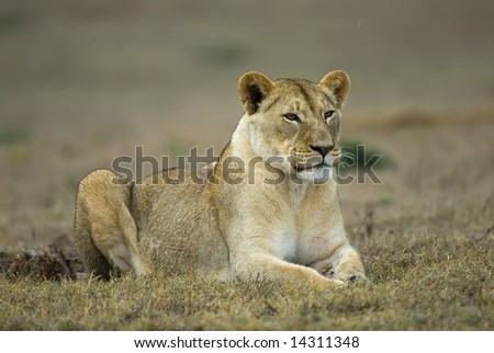 The Young Lioness watches her mother hunting in the distance