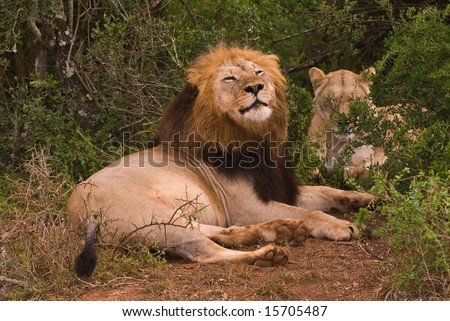 Mating Lion Pair sitting at the side of the path