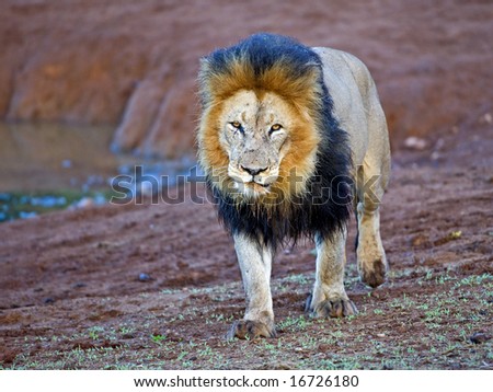 The rising sun just catches the eye of this superb Male Lion