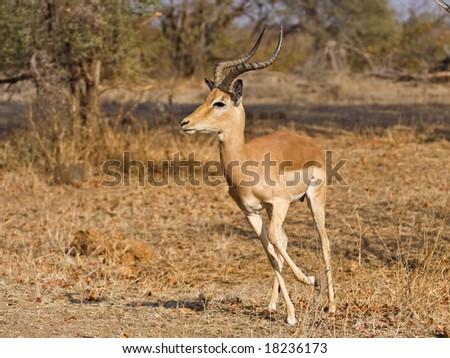 A mature Impala ram rushes around trying to locate his harem