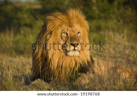 The sun shines on this beautiful lion at the end of the day