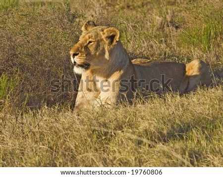 A lioness hides in the grass out of sight of Prey