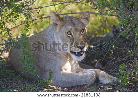 A young lioness is not impressed with the photographer