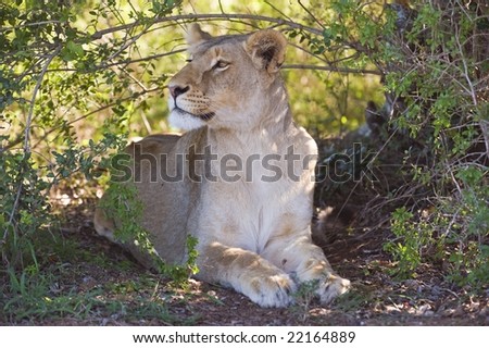 A concentrated look from a hunting lioness