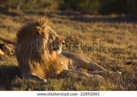 The last rays of the sun catch this lion waking up for the hunt