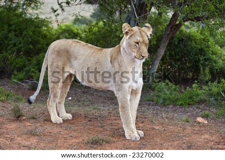 A lioness stretches after waking up to start to hunt