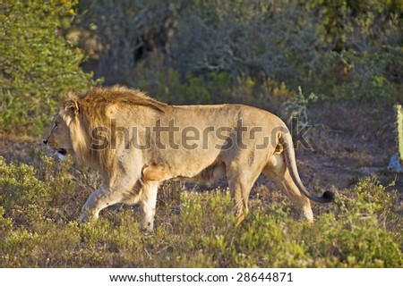 A male lion hunting in the late afternoon sun