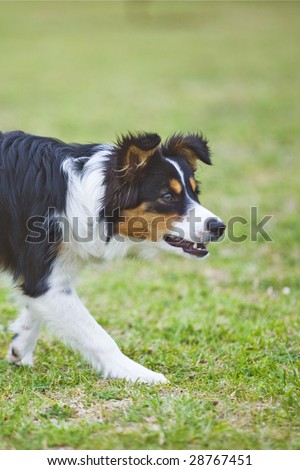 The intense concentration of a puppy Border Collie in training