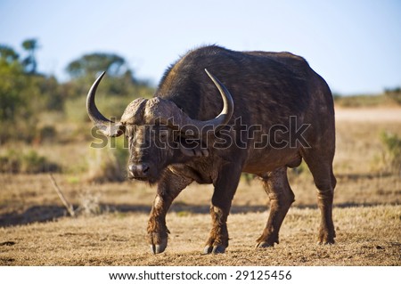 The Dominant Leader Buffalo stares at the Photographer