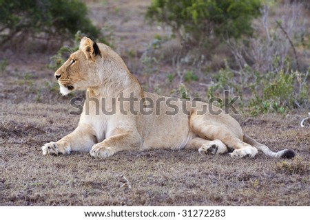 The Lioness watches the antelope approach the river