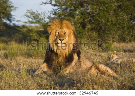 A magnificent African Male Lion rises for the evening hunt