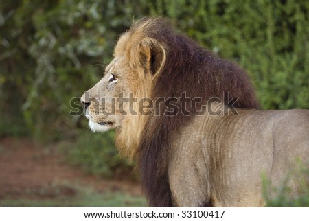 A huge Adult Male Lion appears close up while hunting