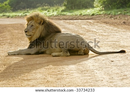 A large Lion in the road backlit