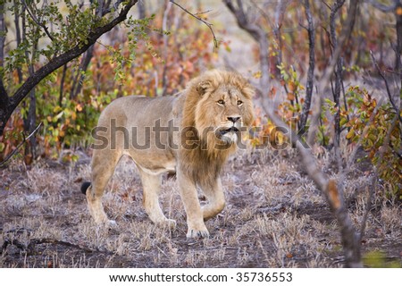 A lion pride leader patrols his territory