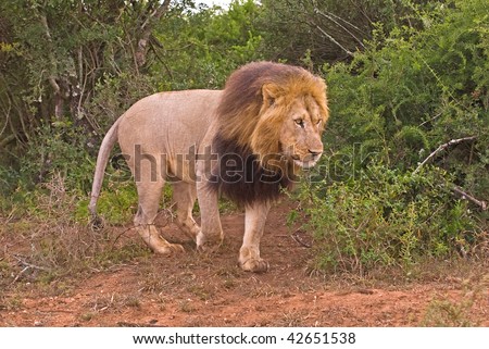 A large Male lion emerges from the forest