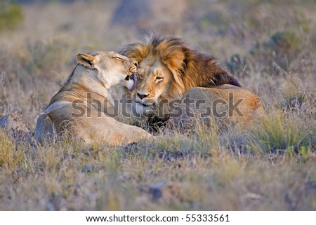 A tender moment between 2 lions