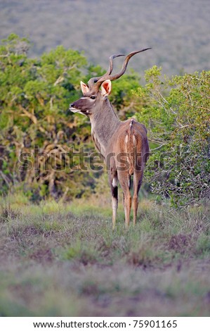 An Alert Kudu Bull listens as very distant lions roar