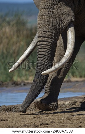 A good example of giant elephant tusks