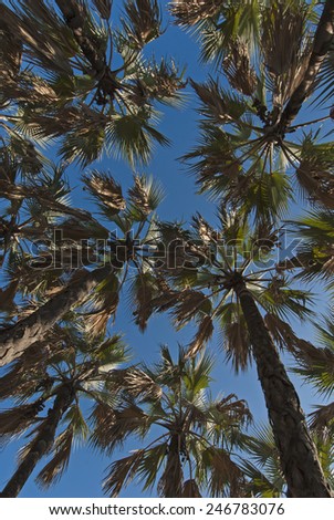 Below a tropical palm forest ..Wide angle perspective
