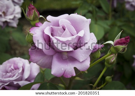 purple rose in a garden