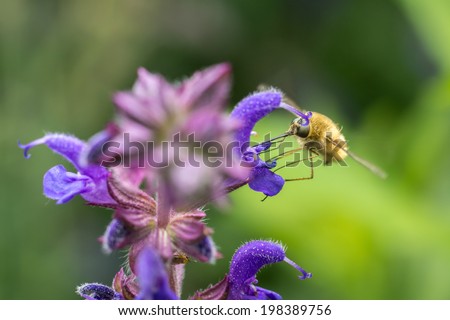 The Large Bee-Fly (Bombylius Major) Gathers Flower Pollen