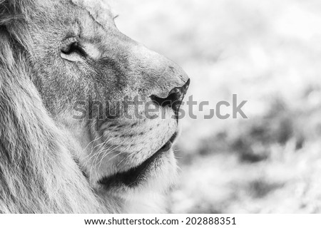Black And White Lion Portrait