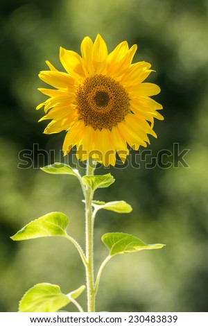 Nature Landscape With Yellow Sunflower Closeup