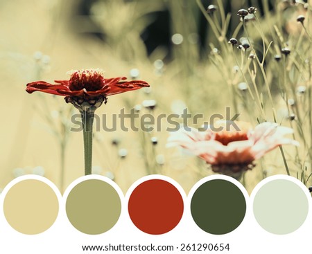 Color Palette Of Zinnia Or Youth-And-Old-Age Flowers In Garden