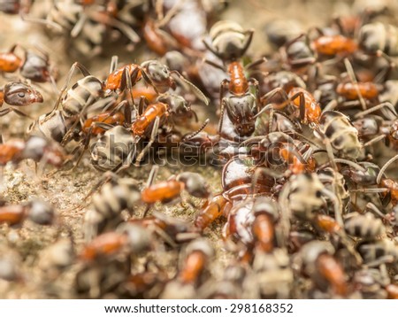 Swarm Of Ants Eating Giant Centipede Macro