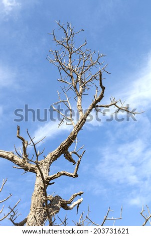 copy space between dead tree, blue sky background