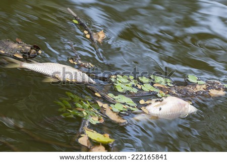 flies on dead fish floated in the river, waste water resource, w