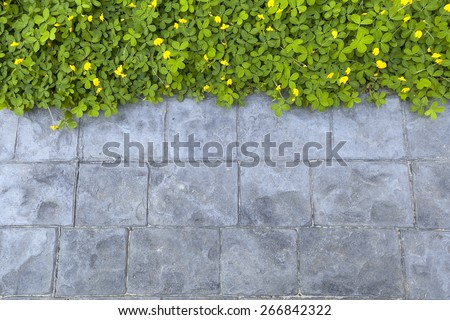 green plant beside stone path walkway background, beautiful eco wallpaper or presentation template