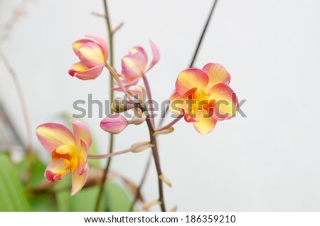 Mixed color Orange-Red Orchid