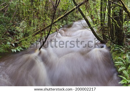 Tasmania natural rainforest overflown flood rain full of water in national park during heavy rains blurred stream