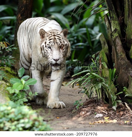 White Tiger Walking Towards the Viewer